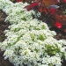 Suttons Seeds - Alyssum - Snow Carpet