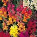 Suttons Seeds - Antirrhinum - Illumination Mix