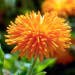 Suttons Seeds - Calendula - Porcupine