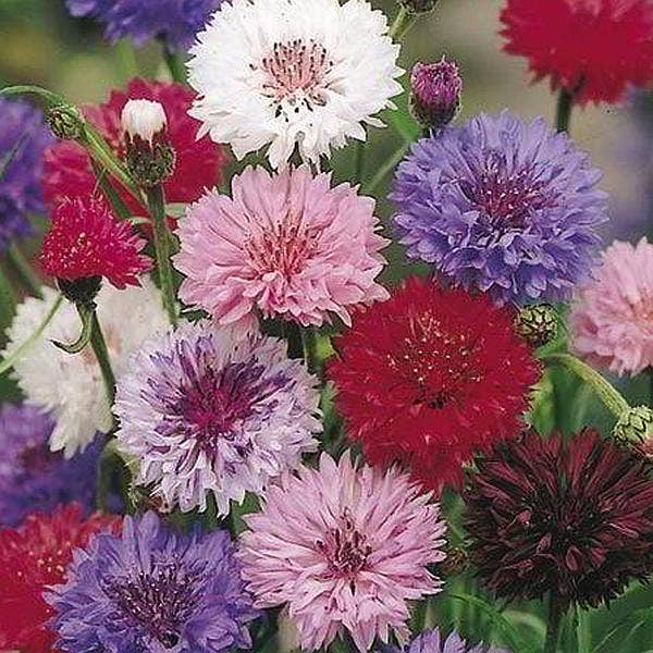 Suttons Seeds - Cornflower - Polka Dot Mix