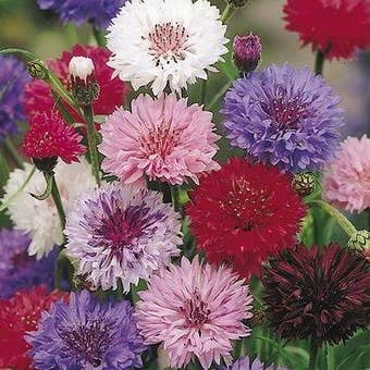 Suttons Seeds - Cornflower - Polka Dot Mix
