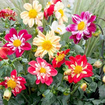 Suttons Seeds - Dahlia - Yanky Doodle Dandy