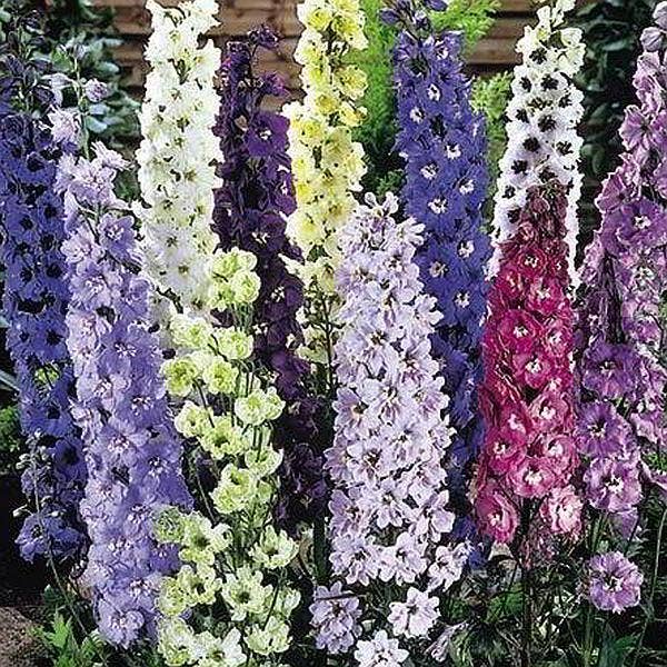 Suttons Seeds - Delphinium - Delight Mix