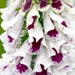 Suttons Seeds - Foxglove - Digitalis - Pam's Split