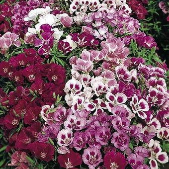 Suttons Seeds - Godetia - Little Frills Mix