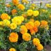 Suttons Seeds - African Marigold - Crackerjack Mix