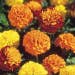 Suttons Seeds - French Marigold - Boy-O-Boy Mix