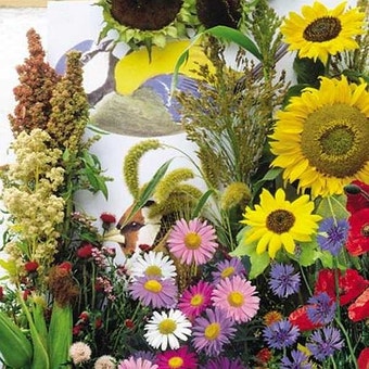 Suttons Seeds - Bird Attracting Seeds - Mix