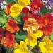 Suttons Seeds - Nasturtium - Tropical Mix