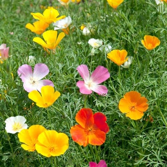 Suttons Vivid Mix Poppy Californian Seeds - Pack Of 570