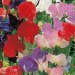Suttons Seeds - Sweet Pea - Old Fashioned Scented Mix