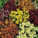 Suttons Seeds - Wallflower - Persian Carpet Mix