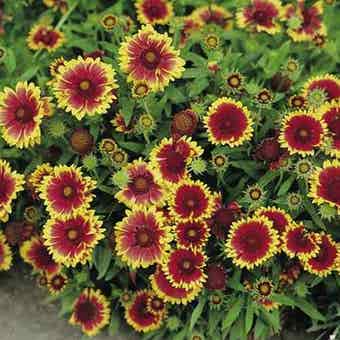 Suttons Gaillardia Goblin Flower Seeds - Pack Of 160