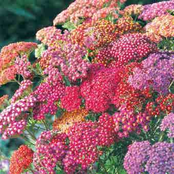 Suttons Summer Berries Achillea Seeds - Pack Of 20