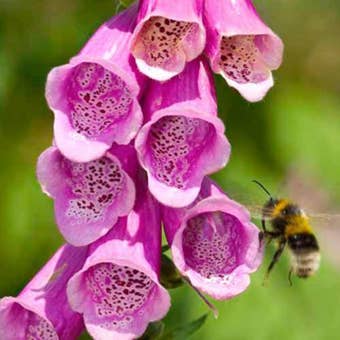 Suttons Wild Foxglove Flower Seeds - Pack Of 2900
