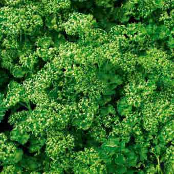 Suttons Paravert Parsley Seeds - Pack Of 500