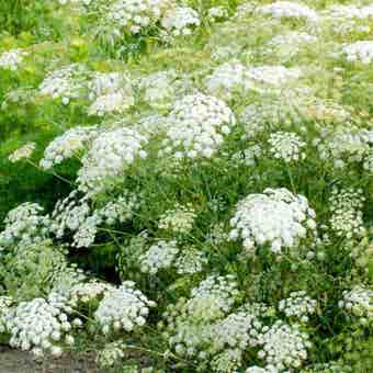 Suttons Ammi Snowflake Flower Seeds