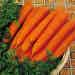 Suttons F1 Resistafly Carrot Seeds