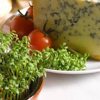 Suttons Seeds - Cress - Curled