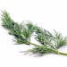 Suttons Seeds - Dill