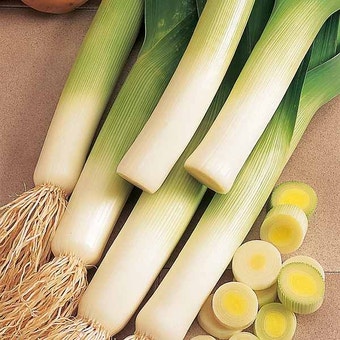 Suttons Seeds - Leek - Lyon - Prizetaker