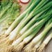 Suttons Seeds - Salad Onion - White Lisbon - Winter Hardy