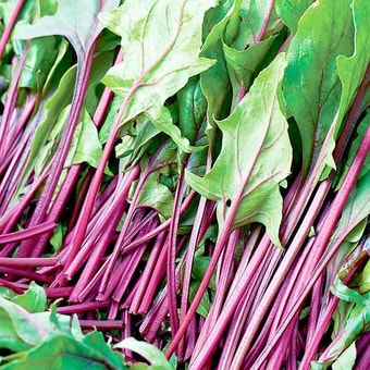 Suttons Seeds - Spinach - F1 Reddy