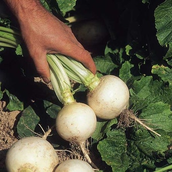 Suttons Seeds - Turnip - Snowball
