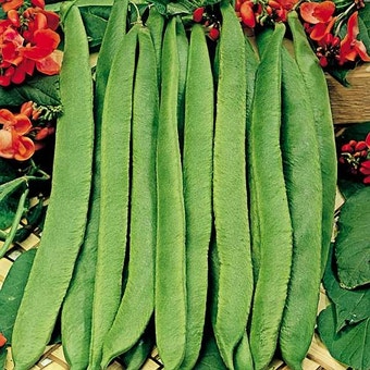 Suttons Seeds - Bean (Runner) - Scarlet Emperor