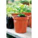 Stewart Terracotta Flower Pot - 8"