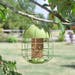Acorn Squirrel Proof Peanut Feeder