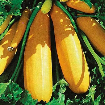 Suttons Seeds - Courgette - F1 Atena