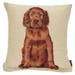 Baby Setter Cushion - 45cm x 45cm