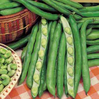 Suttons Bean (Broad) Seeds - Giant Exhibition Longpod - Pack Of 40