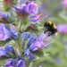 Suttons Honey Bee Mix Seeds