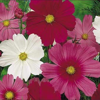 Suttons Seeds - Cosmea - Sensation Tall Mix