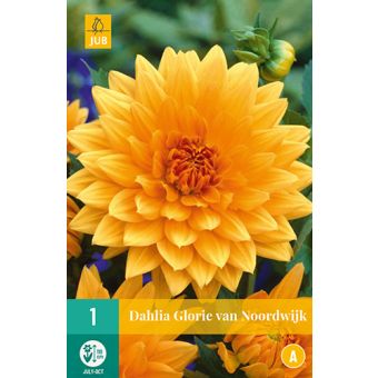 Dahlie Glorie van Noordwijk Flower Bulb - Pack Of 1