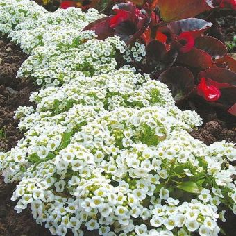 Suttons Seeds - Alyssum - Snow Carpet