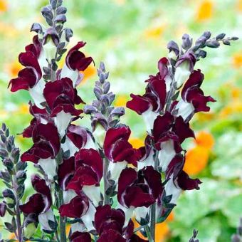 Suttons Seeds - Antirrhinum - Day & Night