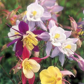 Suttons Seeds - Aquilegia - Pretty Bonnets Mix