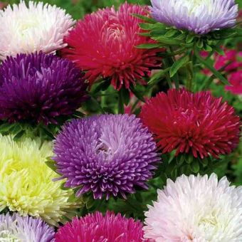 Suttons Seeds - Aster - Tall Fraggle Mix