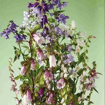 Suttons Seeds - Campanula - Cottage Garden Mix