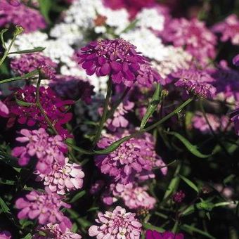 Suttons Seeds - Candytuft - Fairy Mix