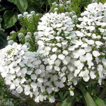 Sutton Seeds Candytuft Seeds - Mount Hood