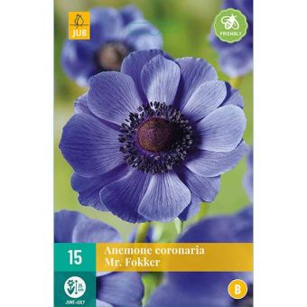 Anemone Coronaria Mr. Fokker Flower Bulb - Pack Of 15