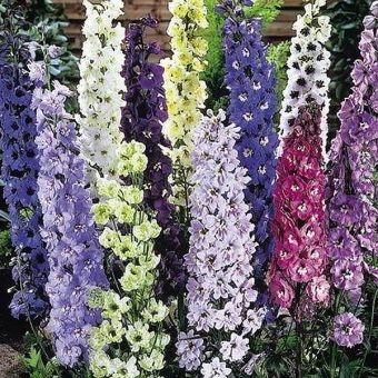 Suttons Seeds - Delphinium - Delight Mix