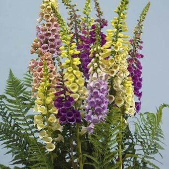 Suttons Seeds - Foxglove - Digitalis - Speckled Spires Mix