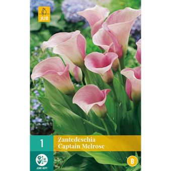 Zantedeschia Captain Melrose Flower Bulb - Pack Of 1