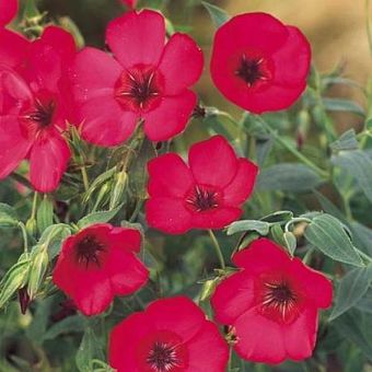 Suttons Seeds - Linum - Red Robin