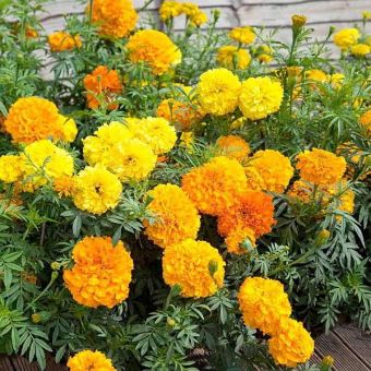 Suttons Seeds - African Marigold - Crackerjack Mix